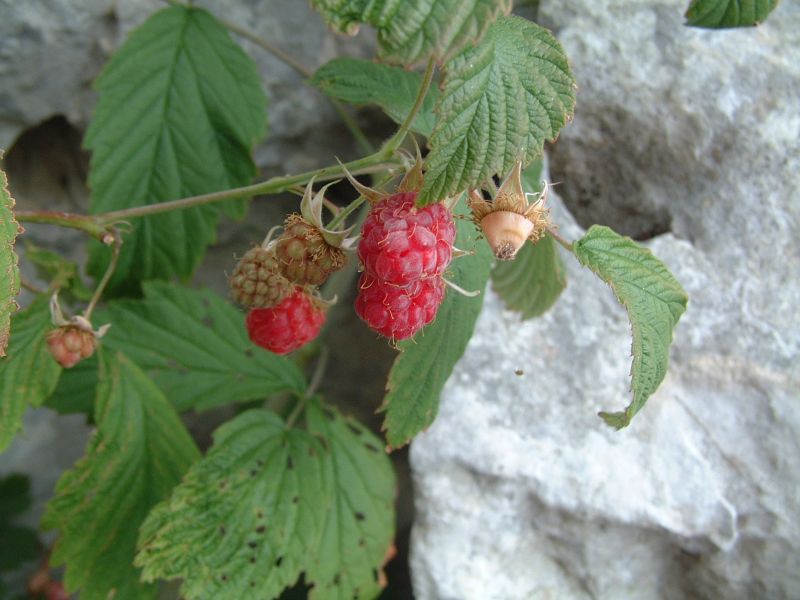 Rubus idaeus / Lampone